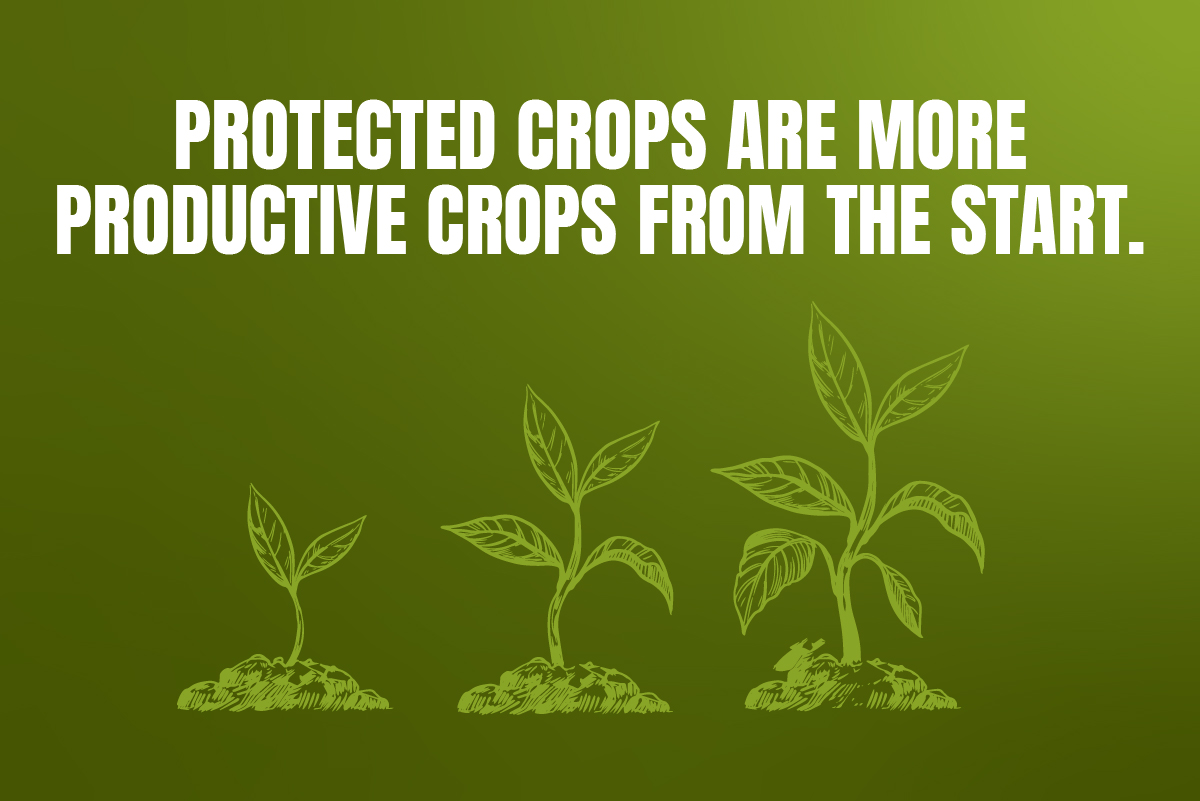 Protected crops are more productive crops from the start.